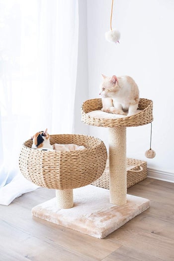 two cats perched in each bowl