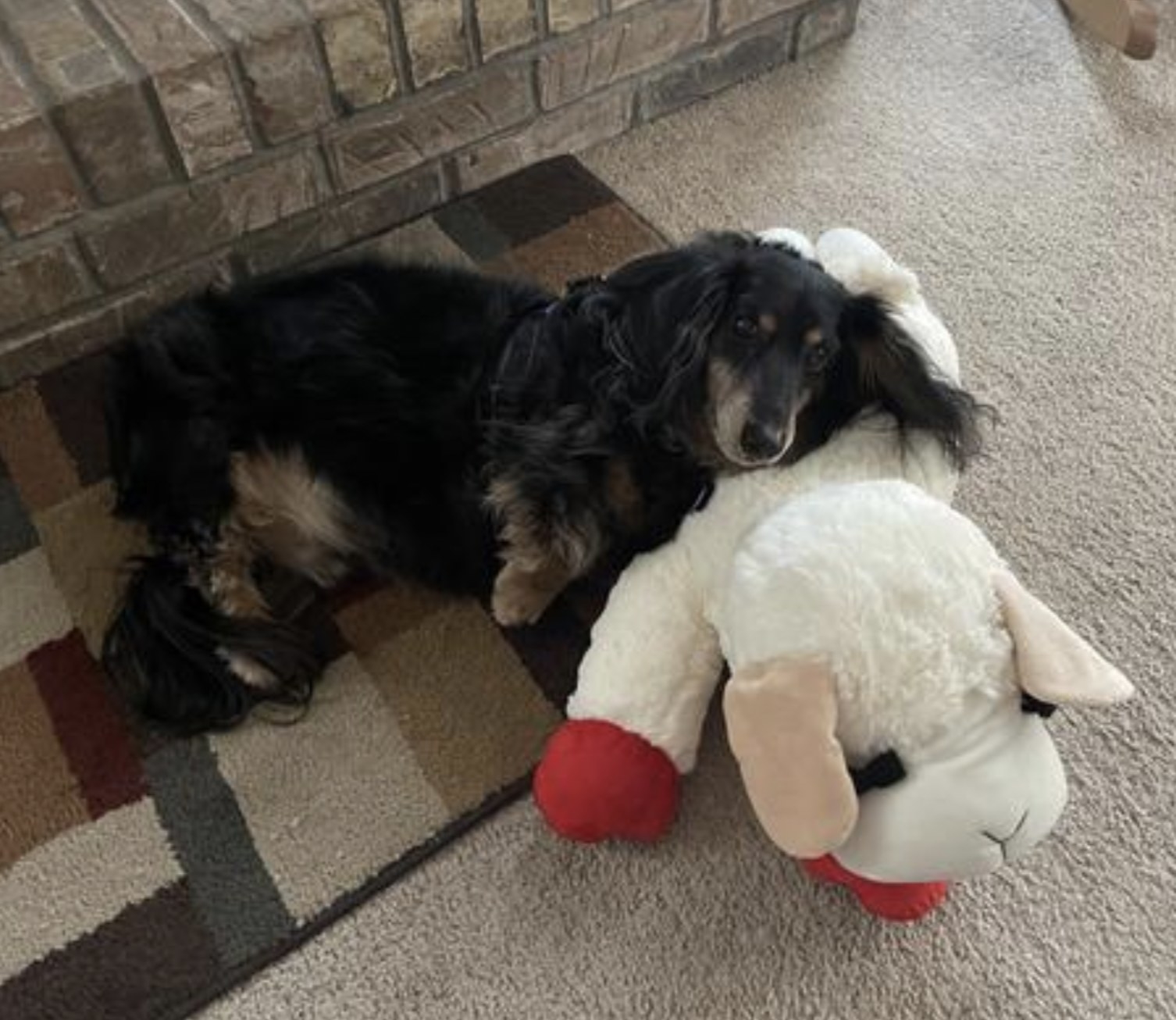 a dog laying on a large lambchop toy
