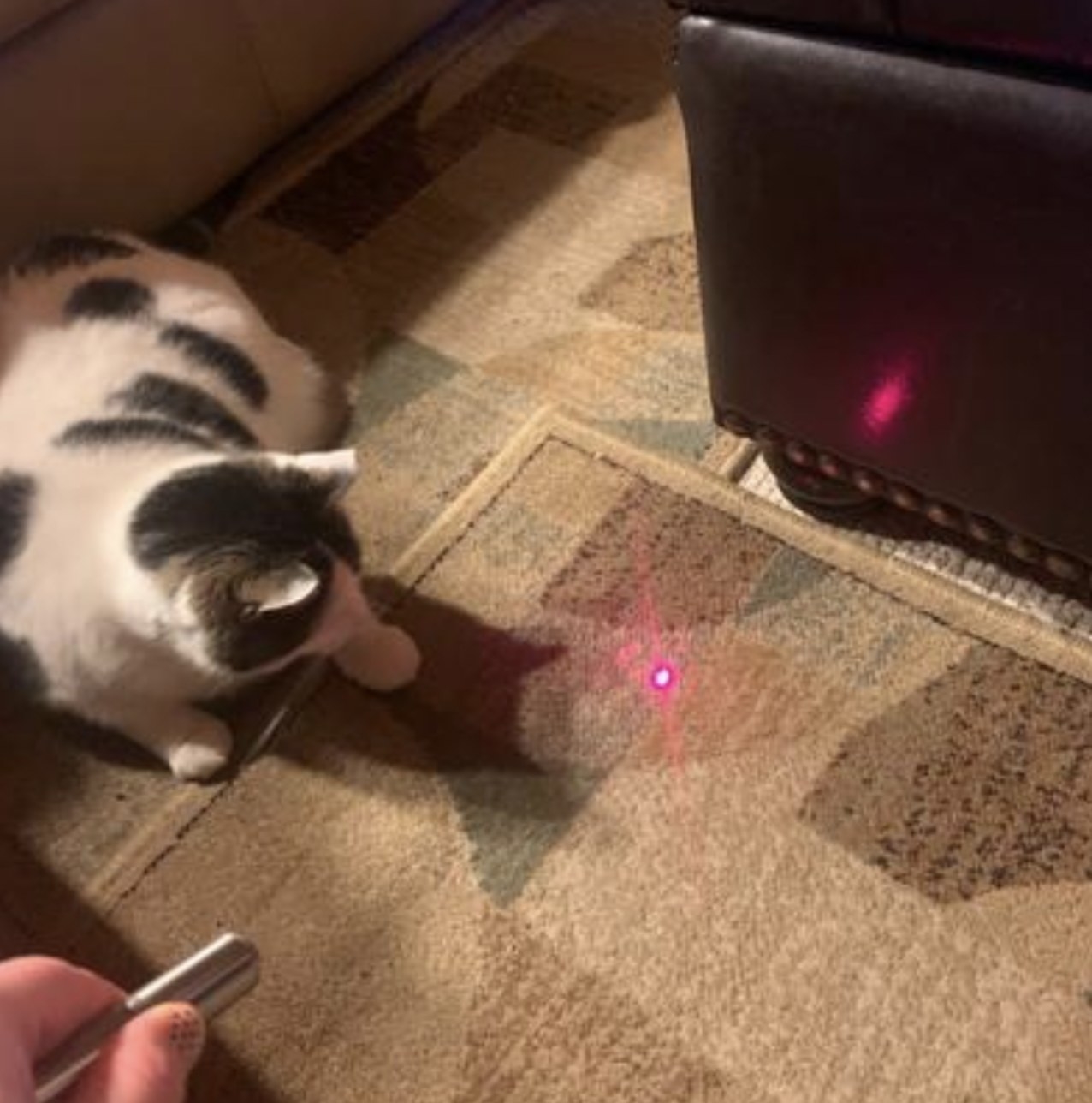 a cat staring at a laser pointed on the ground