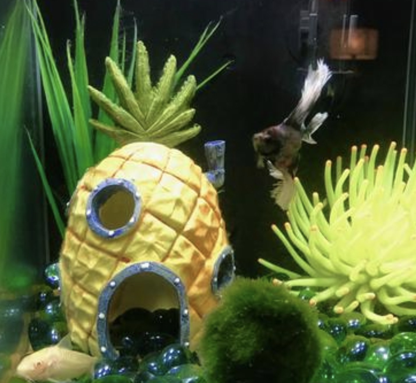 a pineapple ornament in a fish tank