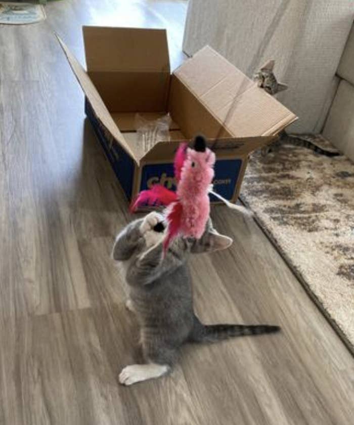 a kitten playing with the pink toy