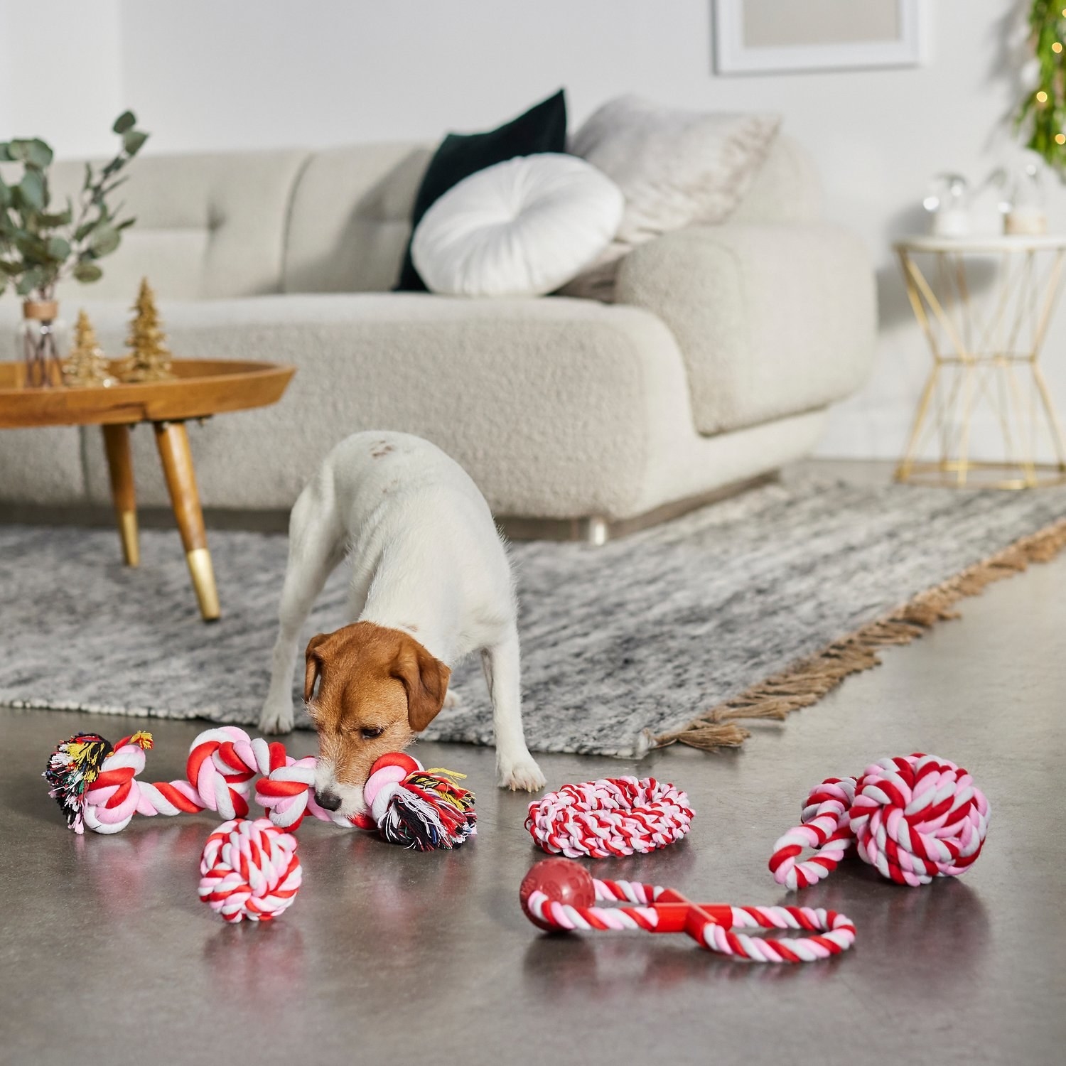 A small, cute dog playing with five red and white striped rope toys.