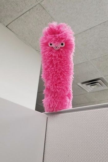 a reviewer photo of the llama duster peaking over an office cubicle