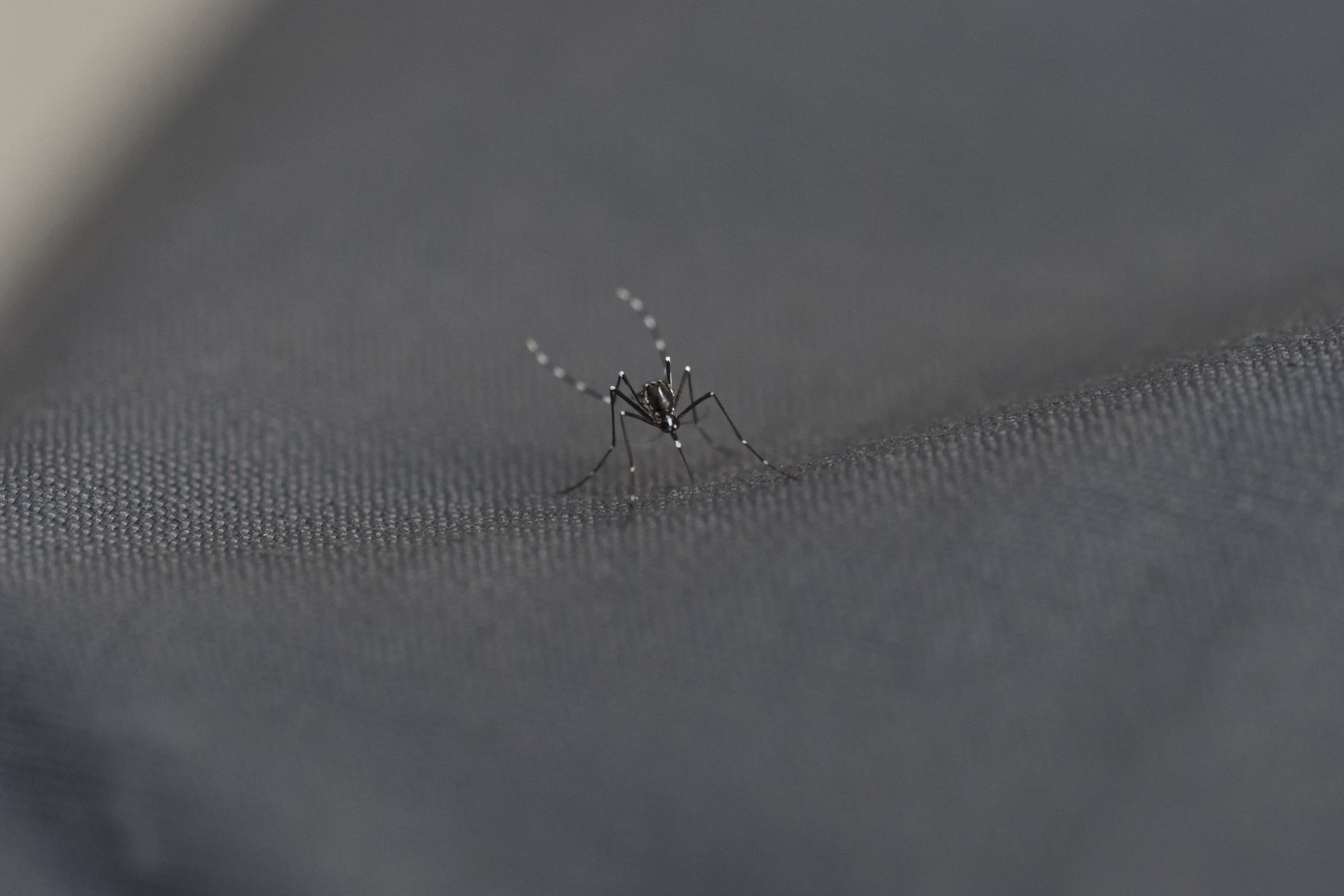 Mosquito on a piece of clothing.
