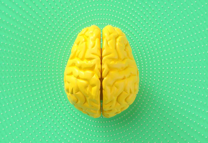Model of a brain on a plain background.