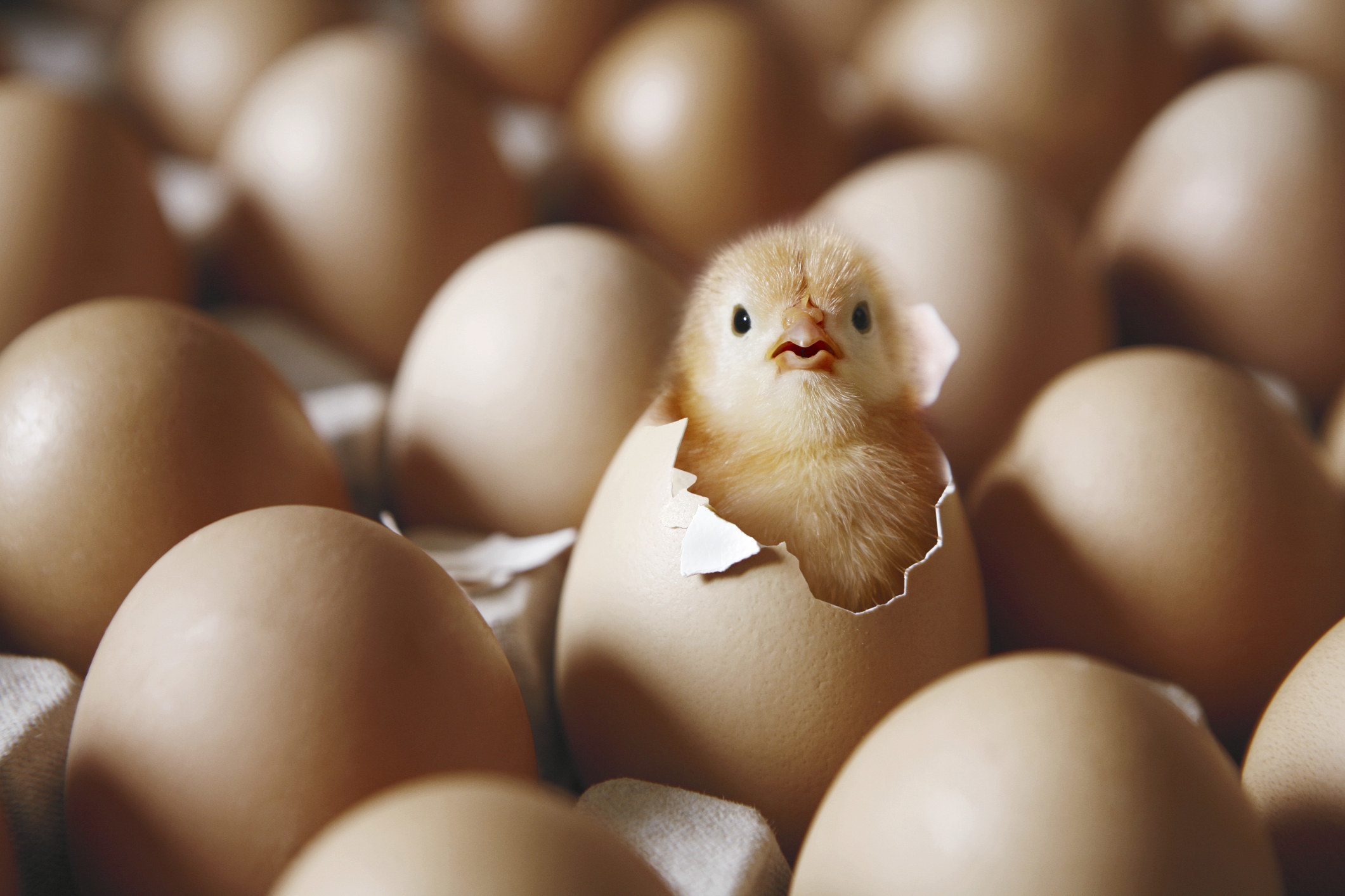 Chick hatching from an egg.