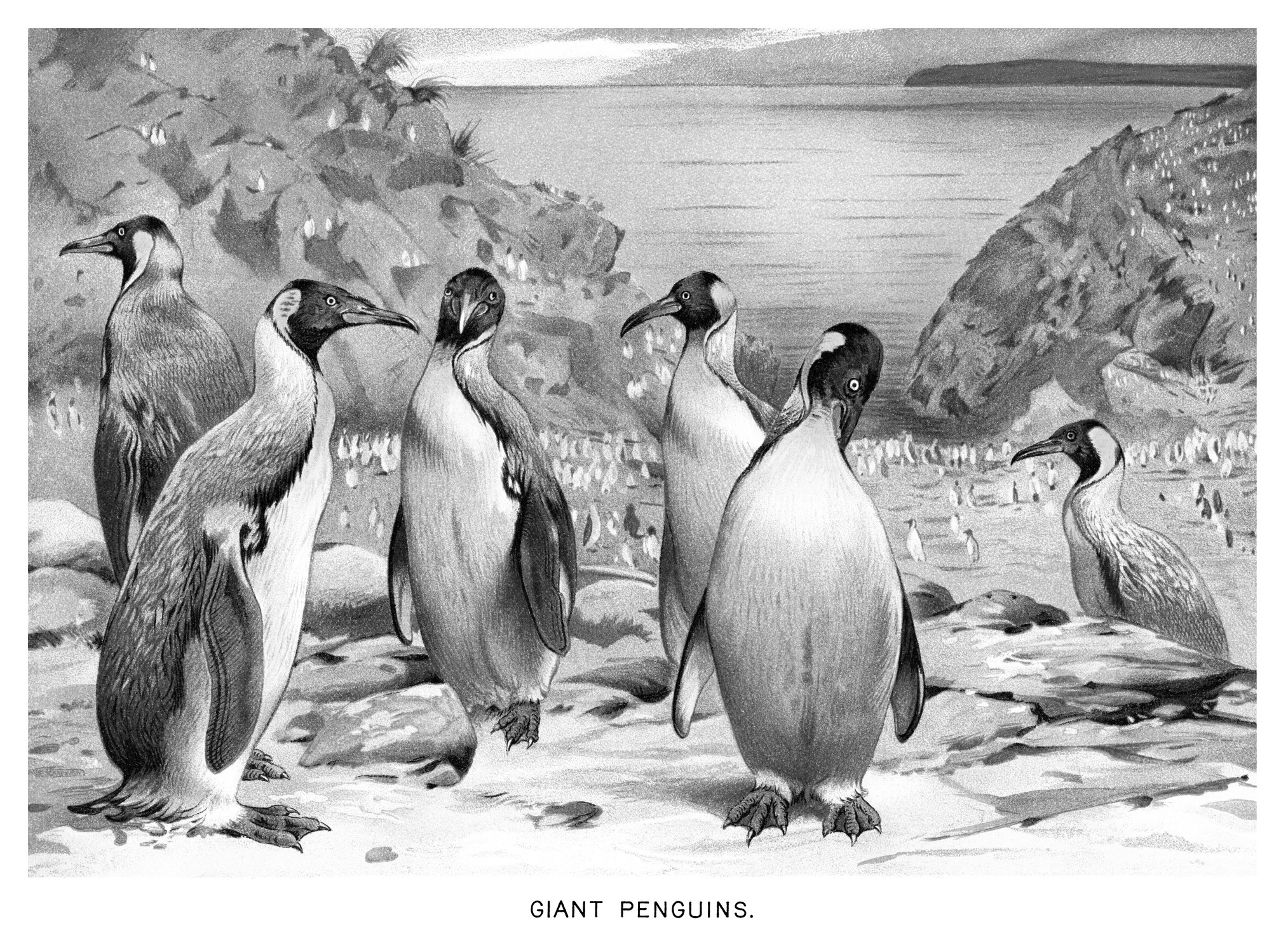 Illustration of giant penguins.