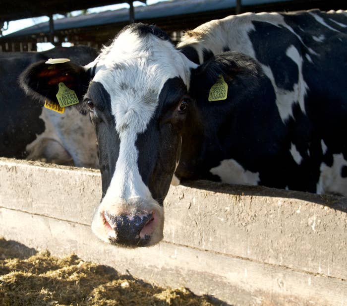 A cow in a barn