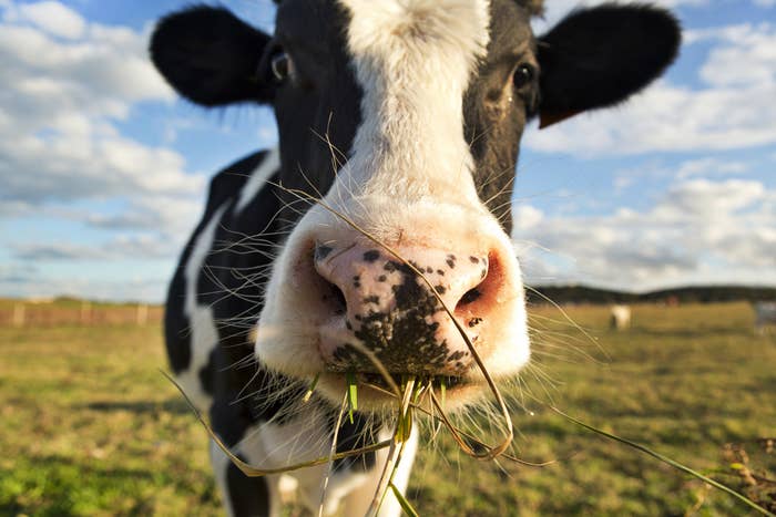 A dairy cow in a field