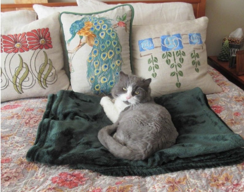 A grey and white cat on a reviewers green blanket