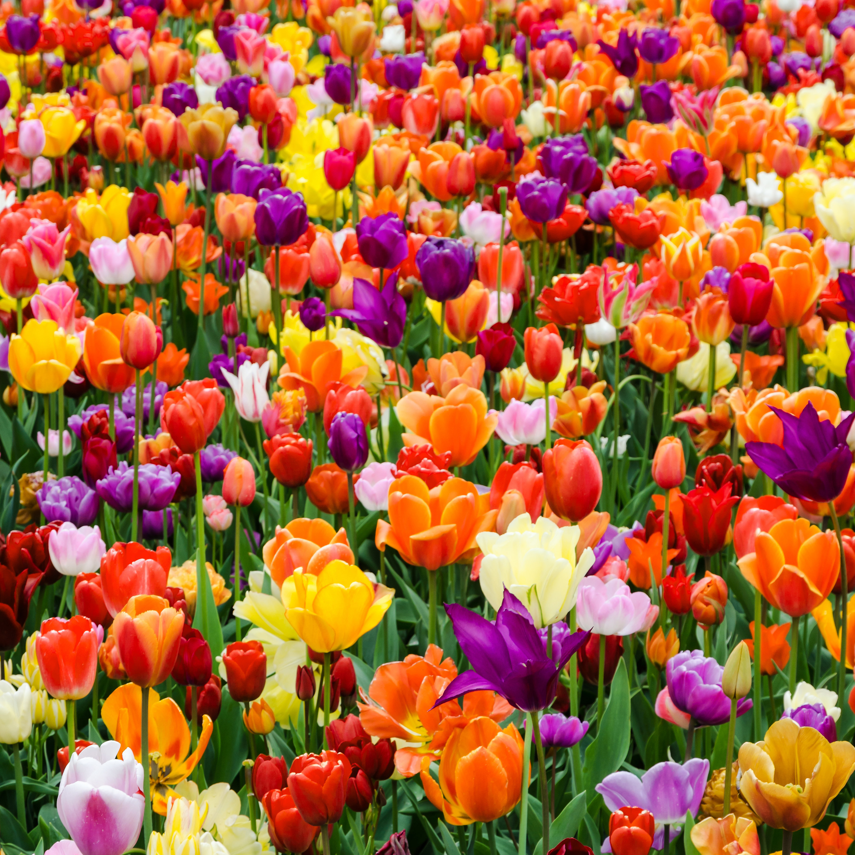 A garden of colorful tulips