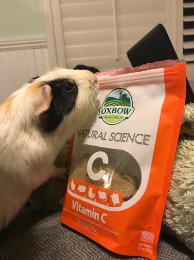 A reviewer photo of a  guinea pig with a bag of small animal vitamin C supplement to prevent scurvy