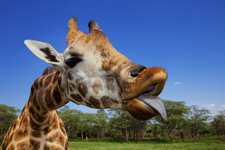 a giraffe sticking it&#x27;s tongue out
