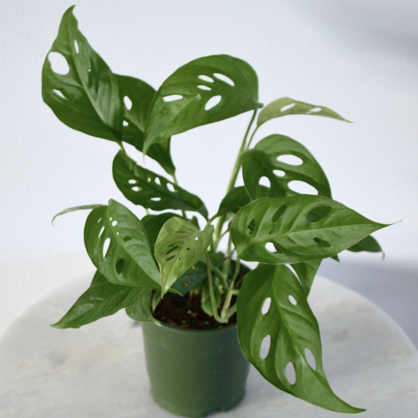 The plant is displayed on a table