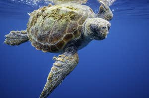 A sea turtle is swimming in ocean water. 