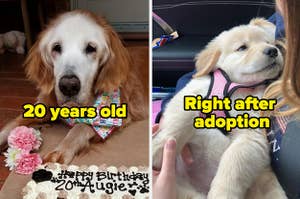a 20 year old retriever celebrating its birthday, and a retriever puppy right after adoption