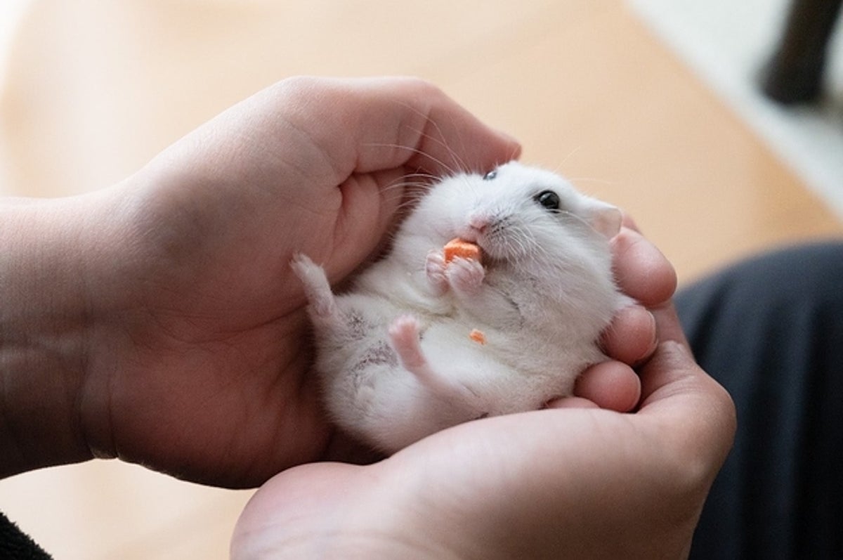 まさかの にんじんのテイクアウト ハムスターの持ち帰り姿がかわいくて癒される