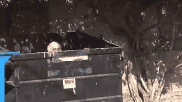 A gif of Thundercat hiding in the dumpster