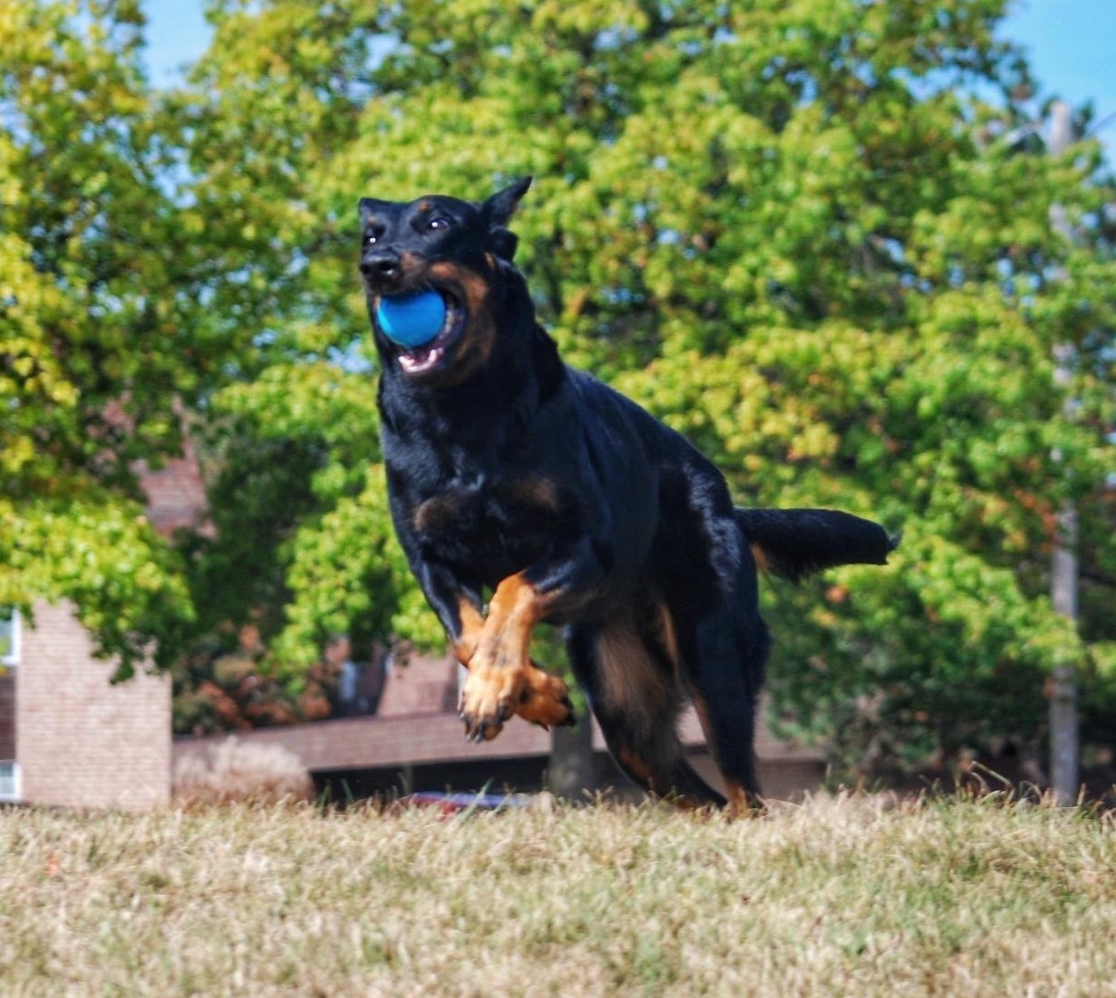 Reviewer photo of a dog leaping into the air with a blue ball in their mouth