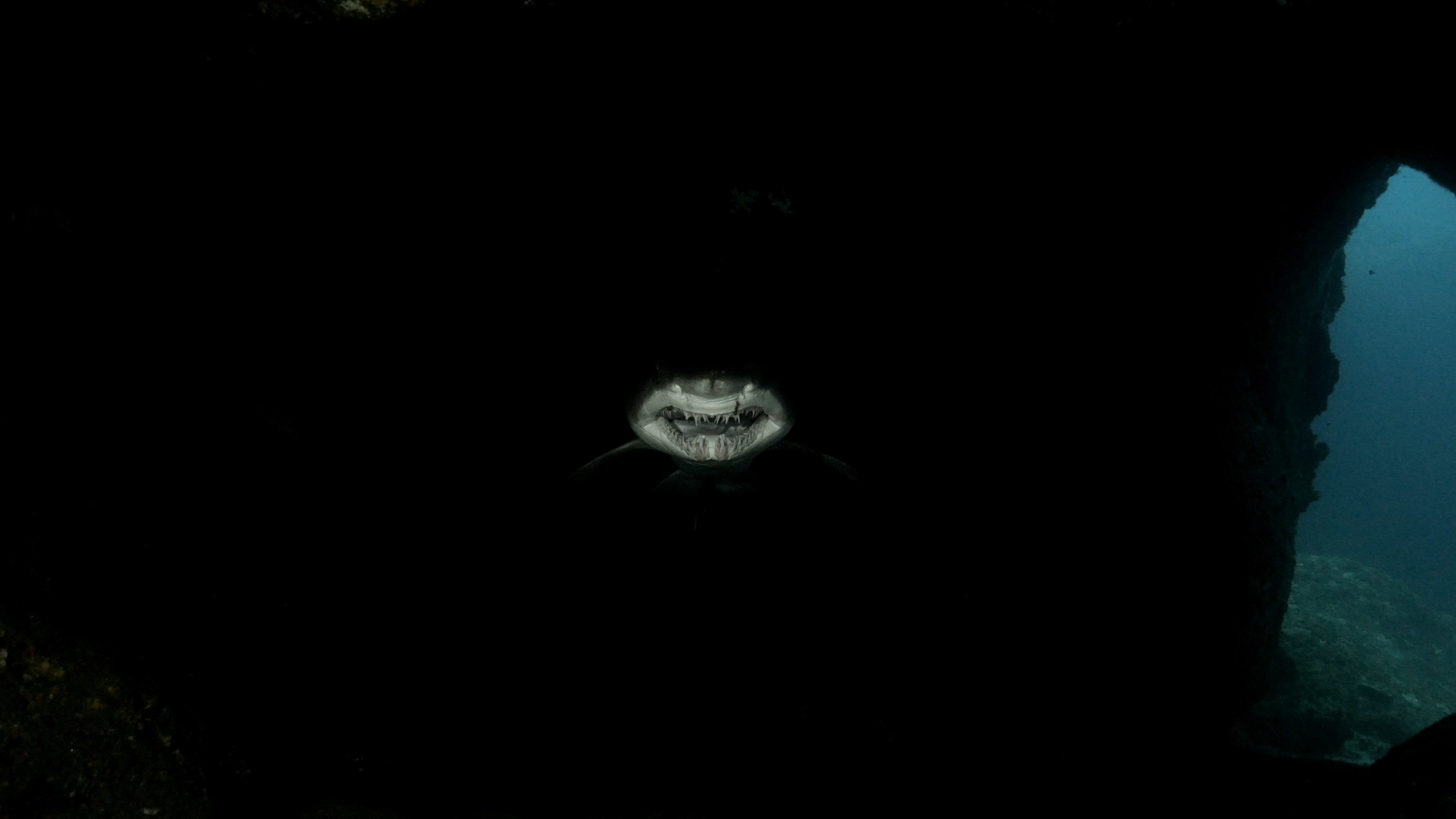 Close-up of giant sand tiger shark teeth underwater