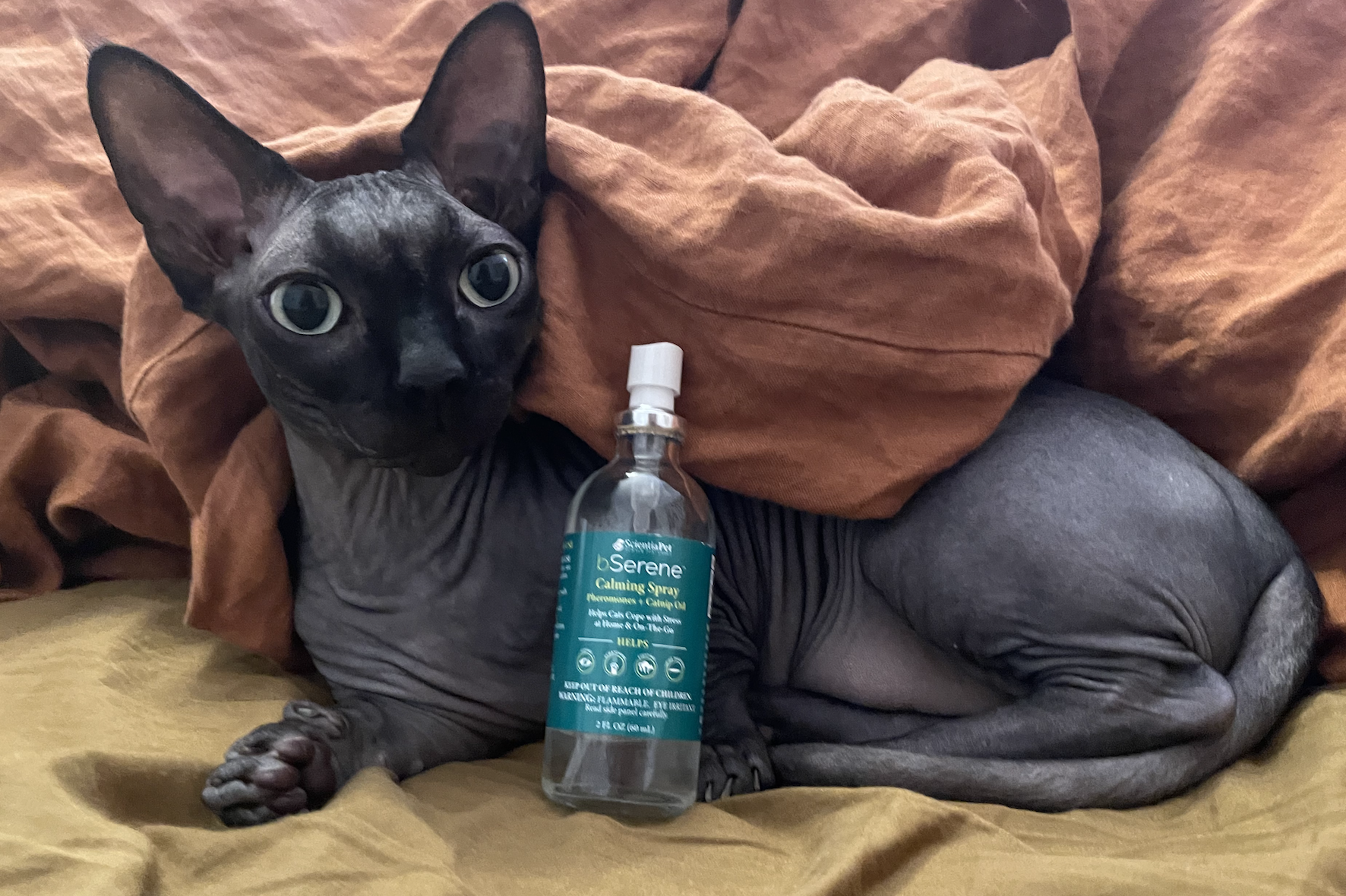 my cat laying beside a bottle of the product