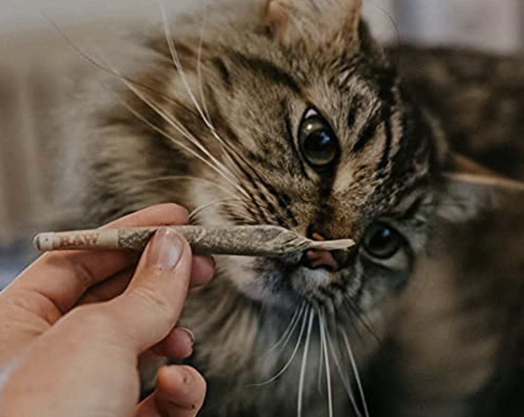 hand holding the joint up to a cat