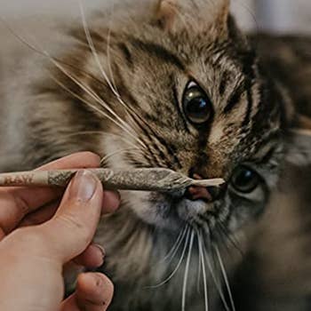 hand holding the joint up to a cat