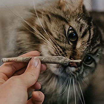 hand holding the joint up to a cat