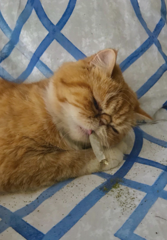 reviewer’s cat with the joint in its mouth and catnip on the floor
