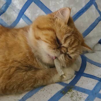 reviewer's cat with the joint in its mouth and catnip on the floor