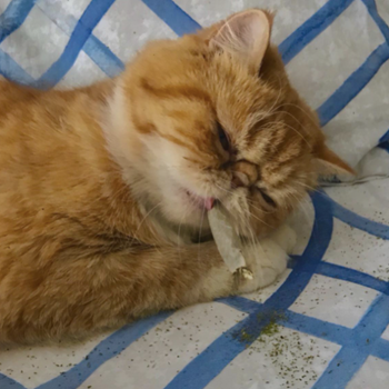 reviewer's cat with the joint in its mouth and catnip on the floor