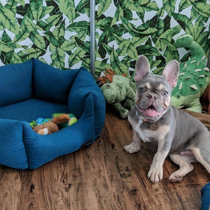 Reviewer image of dog sitting in from of tropical leaf wallpaper