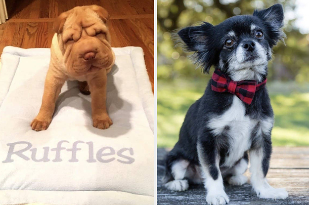 A split thumbnail of two dogs