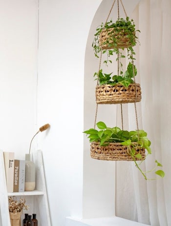 the basket being used as a plant hanger