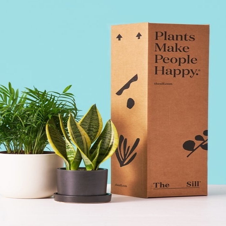a tall cardboard box sitting next to two potted houseplants