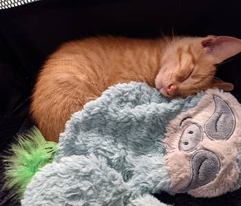 A kitten cuddling the teal sloth version
