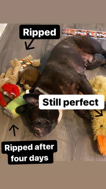 AnaMaria's dog rocky, surrounded by ripped toys except for the intact yellow duck