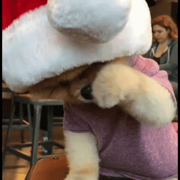 A small pomeranian puts its paw over its face as it wears a Santa Claus hat.