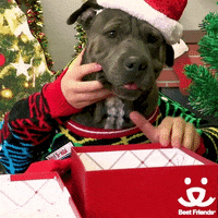 A pitbull is wearing a Christmas sweater and human arms are acting as theirs.