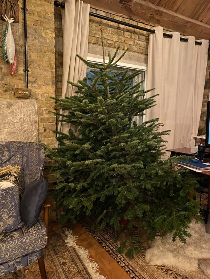 a large, undecotrated christmas tree