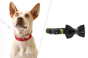 On the left is a dog with a holiday-themed collar and on the right is a cat collar with a bow.