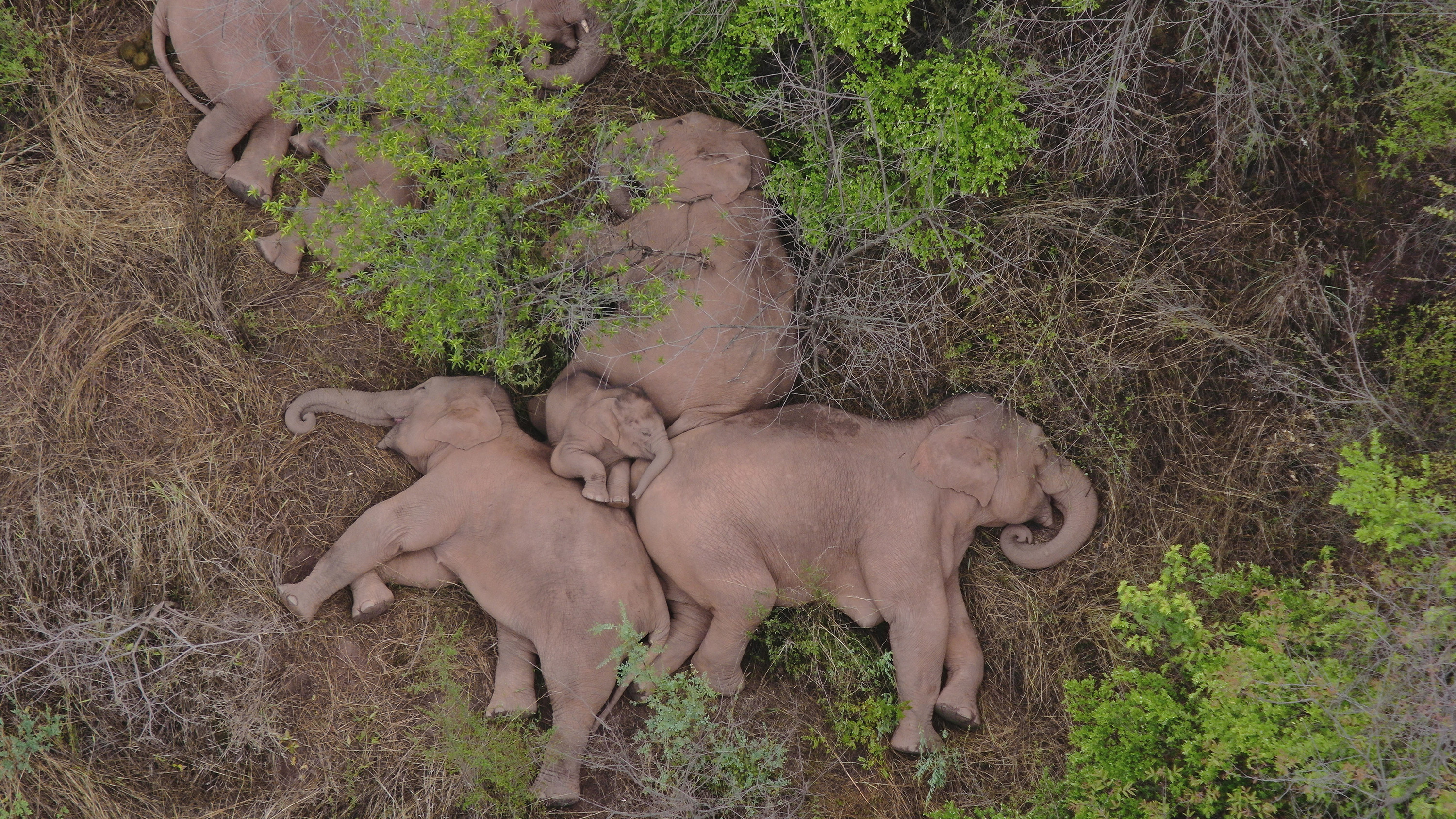 Four full grown elephants and two baby elephants sleep all together in a pile of brush, photographed from above