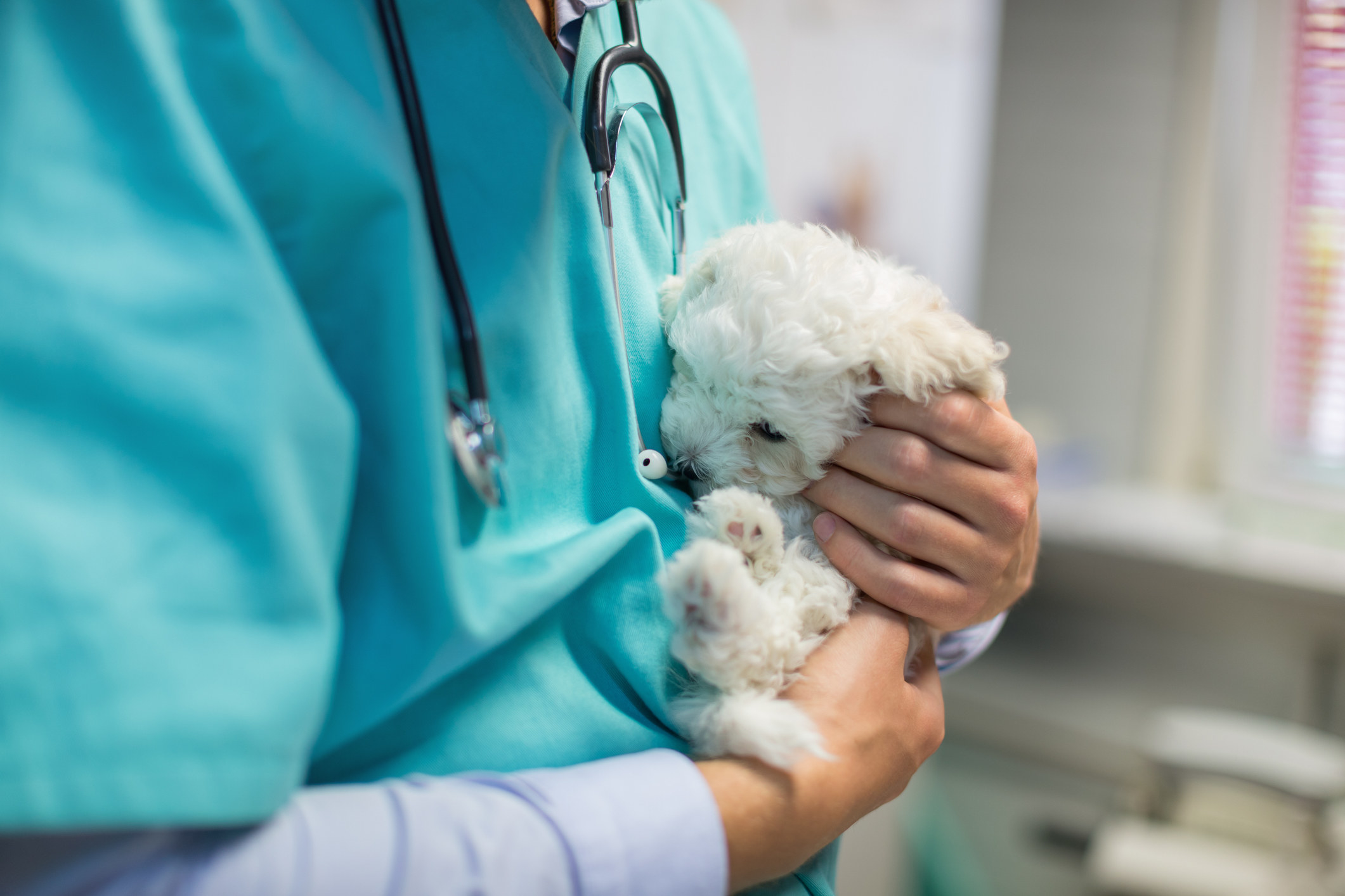 A vet stroking a small white dog.