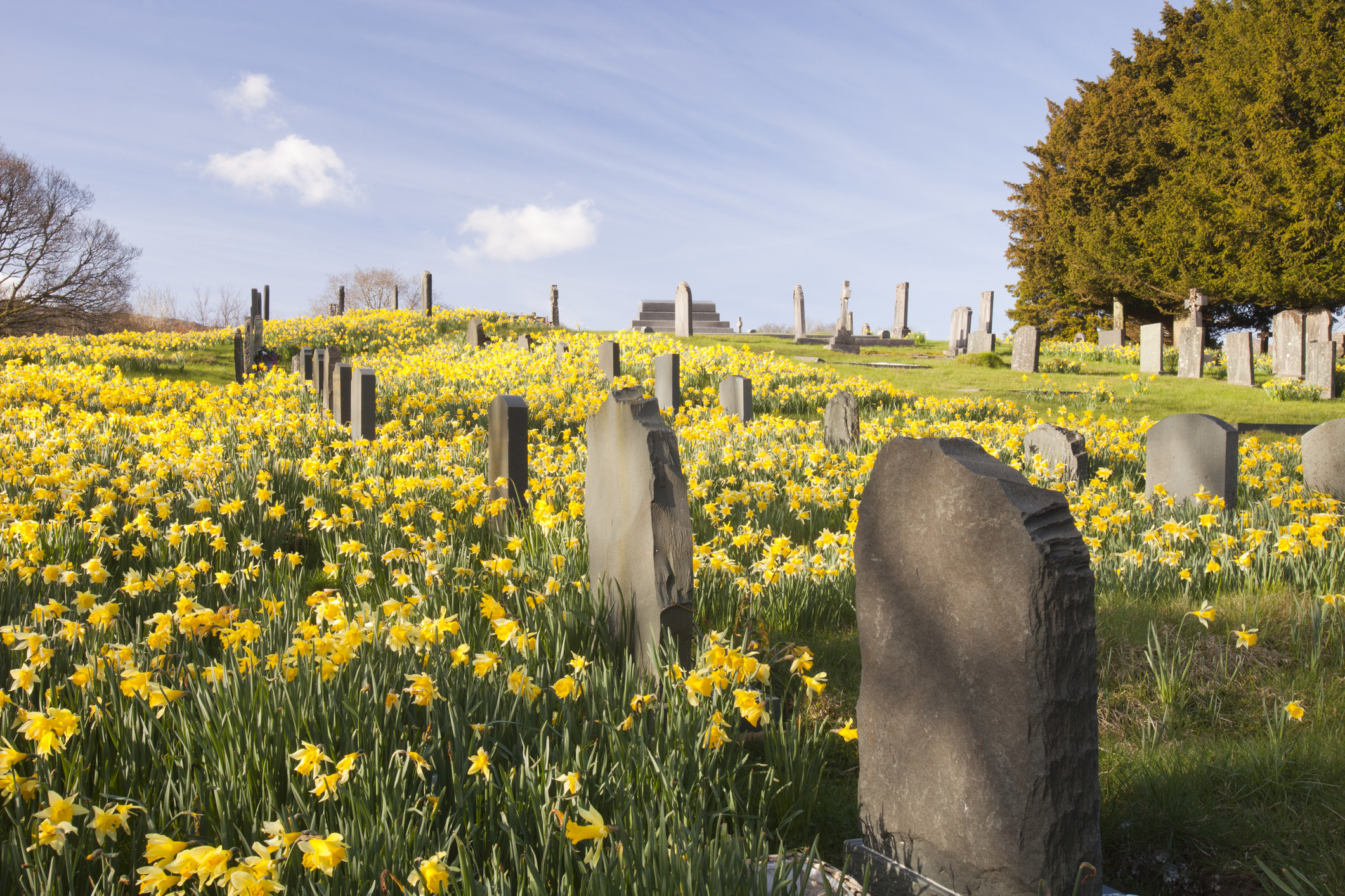 A cemetery with wildflowers.