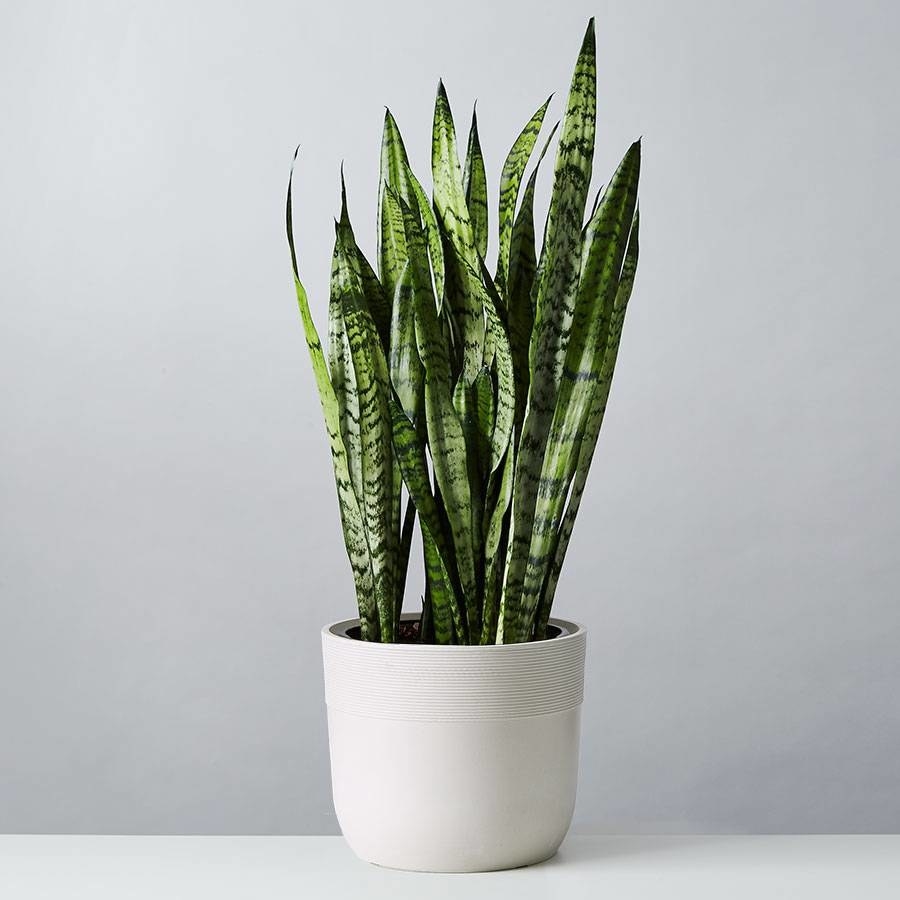 the snake plant in a white pot