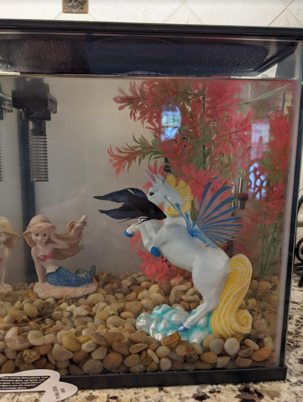 Mermaid the fish swimming in the fish tank which also has a mermaid figurine and unicorn figurine
