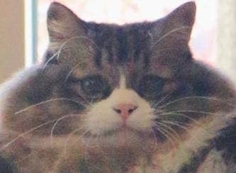なんか違う生き物みたいです 猫背を忘れた猫 の姿勢が面白すぎるんだが