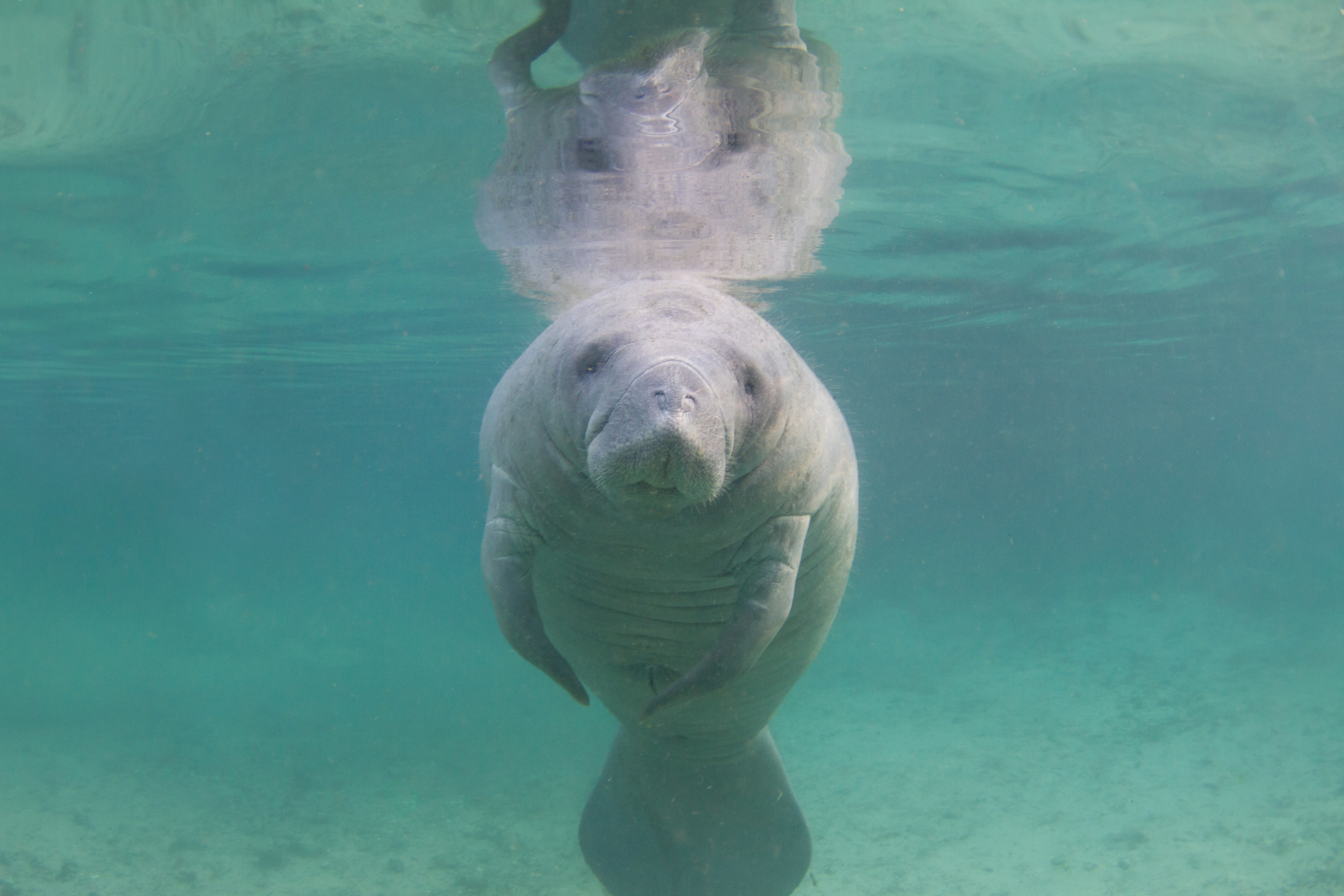 Manatee in Crystal River, Florida