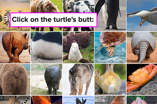 Animal Butt Trivia Quiz