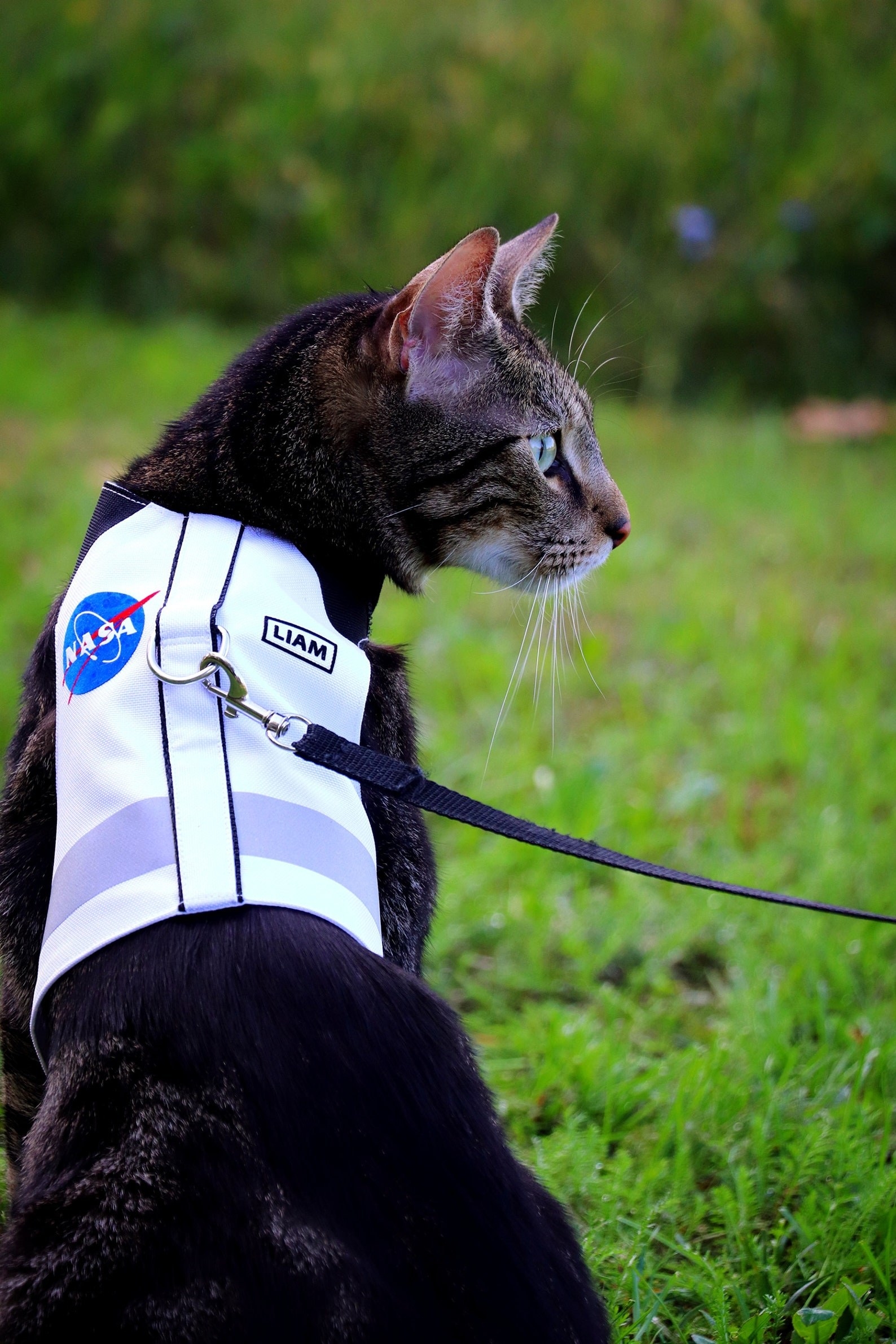 a black cat wearing a NASA harness